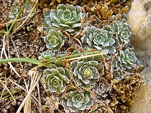 Saxifraga paniculata (Picos de Europa)