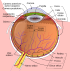 Schematic diagram of the human eye it