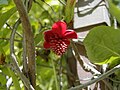 Schisandra rubriflora