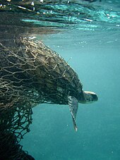 A sea turtle entangled in a fishing net Sea turtle entangled in a ghost net.jpg