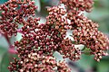 Hemelsleutel, Sedum Matrona