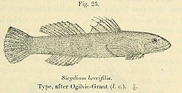 Sicydium brevifile