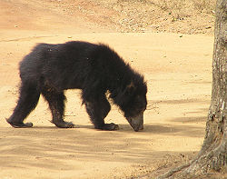 Šrilankas garlūpu lācis
