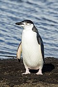 South Shetland-2016-Deception Island–Chinstrap penguin (Pygoscelis antarctica) 04