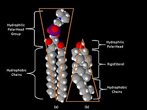Sphingomyelin 3D Structure