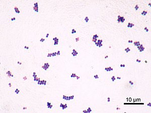 microscopic image of Staphylococcus aureus (AT...