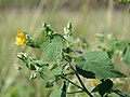 Abutilon grandifolium (Willd.) Sweet