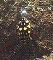 Sunburst Diving Beetle (Thermonectus marmoratus) with air bubble - San Diego Natural History Museum.jpg