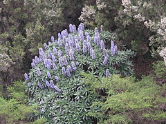 Echium acanthocarpum