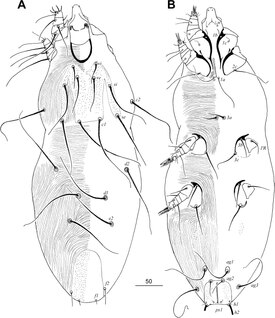 Tanopicobia trachyphoni (Picobiinae)