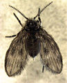 Telmatoscopus sp.