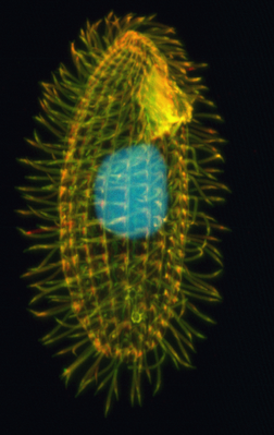 Инфузория Tetrahymena thermophila (конфокальная лазерная микроскопия)