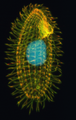 March 27: The single-celled ciliate Tetrahymena thermophila, whose genome was published in 2006.