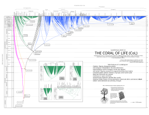 The Coral of Life The Coral Of Life Prototype.svg