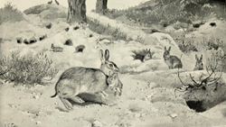 The Rabbit (1898) 'Maternal instinct'.png