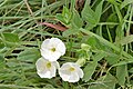 Thunbergia atriplicifolia