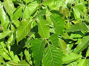 English: Poison Ivy (Toxicodendron radicans), ...