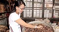Image 87An ethnic Chinese woman in Malaysia grinds and cuts up dried herbs to make traditional Chinese medicine. (from Malaysian Chinese)