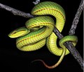 Trimeresurus salazar