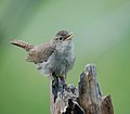 21 / House Wren