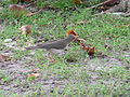 Afrikadrossel African Thrush