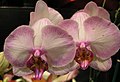 Twin orchids.jpg