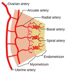 Baarmoederarteriële vaten met rechts spiraalvormige slagaders.[4]