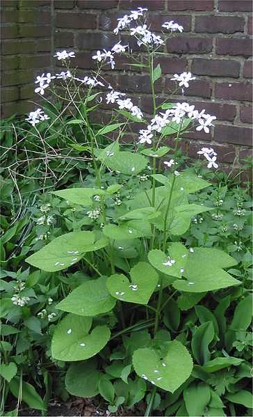 364px-Vaste_Judaspenning_plant_Lunaria_rediviva_%281%29.jpg