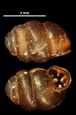 Vertigo substriata