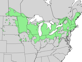 Description de l'image Viburnum lentago range map 3.png.