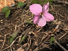 開花時は、葉は内側に巻き込んでいる。