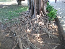 Visible roots Visible roots.jpg