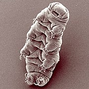 Tardigrade Hypsibius dujardini.