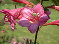 Weigela praecox