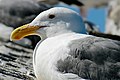 Western Gull