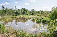 Ставок на річці Скибінь