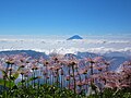 2021年7月4日 (日) 07:47時点における版のサムネイル