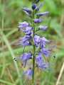 Пусмопрянь алкуксонь тикше (Veronica spicata‎)