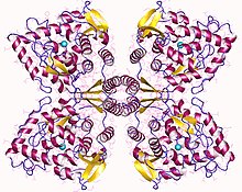 Modello tridimensionale dell'enzima