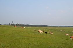 Grazing livestock near the selo of Mayya in Megino-Kangalassky District