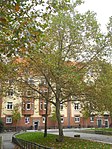 Plataner (Platanus acerifolia) på Sara-Nussbaum-Platz, utplanterade 1983, 2019