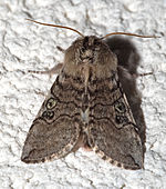 Achlya flavicornis – Oberseite