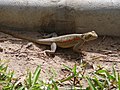 Siedleragame Agama lizard