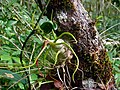 Air plant (Tillandsia bulbosa)