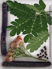 Leaves, flowers, dried pods, seeds