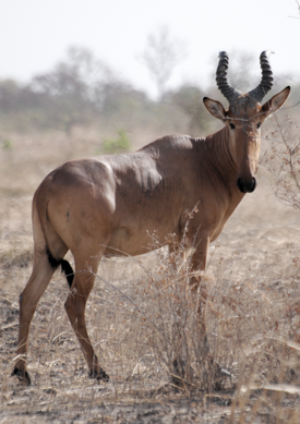 Punalehmäantilooppi (Alcelaphus buselaphus)