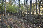 Alsumpskog Norra Fågelås naturreservat