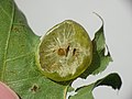 The interior of the gall, showing the filament-suspended cell in the centre