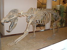 Skeleto de Amphicyon