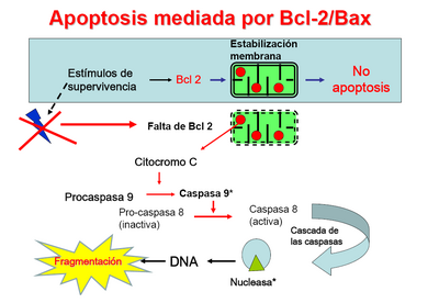 Apoptosis Y Muerte Celular Pdf